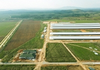 Tổ hợp trang trại tại Lào của Vinamilk đẩy nhanh tiến độ hoàn thành giai đoạn 1