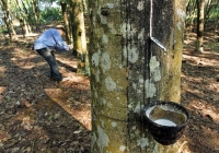 Cao su châu Á 'đỏ sàn' do dịch bệnh và lạm phát