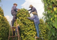 Giá tiêu tiếp tục tăng mạnh đến 1.000 đồng/kg