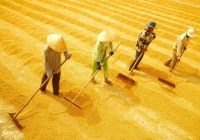 Giá lúa gạo ổn định, thị trường giao dịch chậm