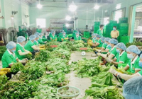 Nông sản giá rẻ cung ứng cho TPHCM lên đến 1.500 tấn mỗi tuần