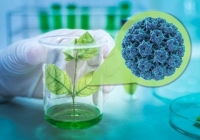 Loại vaccine COVID-19 mới không cần bảo quản lạnh, chế từ thực vật