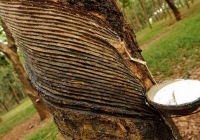 Giá cao su giữ sắc xanh trên các sàn châu Á