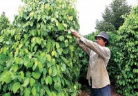 Doanh nghiệp đầy mạnh thu mua hồ tiêu, dự báo giá tiêu có thể vượt 90.000 đồng/kg
