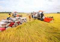 Giá lúa đồng loạt tăng mạnh 200-300 đồng/kg