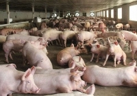 Giá heo hơi khu vực miền Nam sẽ tăng trong những ngày tới