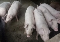 Giá heo hơi miền Nam liên tục tăng