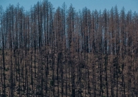 Các quốc gia tham dự COP26 cam kết chi hơn 19 tỷ USD để ngăn chặn tình trạng phá rừng