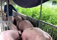 Dịch COVID-19 phức tạp, giá heo hơi lại rớt