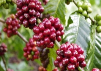 Giá cà phê trong nước đảo chiều đi lên