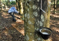 Giá cao su tăng mạnh, 'nhuộm xanh' các sàn châu Á