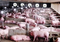 Giá heo hơi chưa thể tăng trong những ngày tới