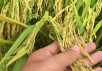 Giá lúa gạo giảm ở Đồng bằng sông Cửu Long giảm nhẹ
