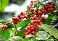 Giá cà phê tiếp tục tăng, giá robusta đạt mức 2.297 USD/tấn