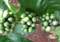 Giá cà phê trong nước tăng 500 đồng/kg 