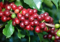 Giá cà phê nội địa tăng 300 đồng/kg sau 3 ngày đi ngang