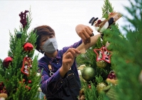 Thị trường mua sắm dịp Giáng sinh trầm lắng, thông tươi nhập khẩu từ Nga hút khách