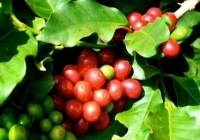 Giá cà phê thế giới đồng loạt giảm