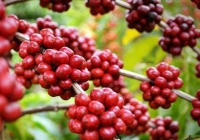 Giá cà phê robusta giảm 2 USD/tấn