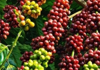 Giá cà phê Tây Nguyên giảm 200 đồng/kg