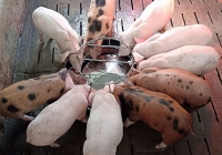 Giá heo hơi giữ ổn định quanh ngưỡng 50.000 đồng/kg