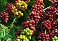 Giá cà phê trong nước tiếp tục đi ngang