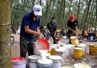 Việt Nam đứng thứ 3 thế giới về xuất khẩu cao su