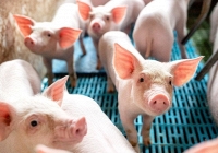 Mỗi ngày tăng 1.000 đồng, giá heo hơi miền Bắc sắp lên 60.000 đồng/kg