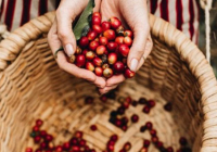 Xuất khẩu cà phê Arabica phục hồi