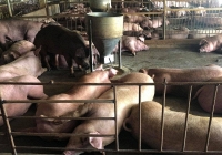 Giá heo hơi vượt ngưỡng 60.000 đồng/kg trong những ngày tới?