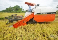 Giá gạo xuất khẩu đi ngang sau phiên giảm tuần trước