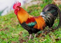 Tuổi Tân Dậu 1981 xuất hành Tết 2022 vào giờ nào, hướng nào tốt nhất?