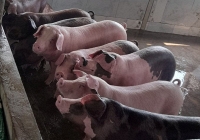 Giá heo hơi khó trở lại mức 60.000 đồng/kg