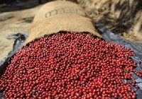 Giá cà phê đồng loạt tăng, robusta đạt mức 2.237 USD/tấn
