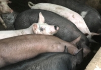 Giao dịch chậm dần, giá heo hơi giữ ổn định đến qua tết