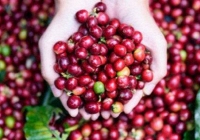 Giá cà phê giảm 100 đồng/kg