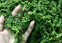 Xu hướng giá hồ tiêu 'nghỉ tết' kéo dài