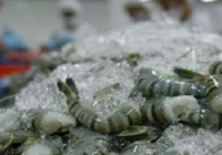 Thị phần thủy sản Việt Nam tại Mỹ tăng mạnh