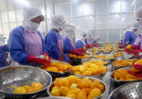 Xuất khẩu nông sản 2 tháng đầu năm 2022 tăng mạnh