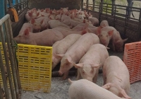 Giá heo hơi hôm nay 5/3: Miền Bắc lên mức 56.000 đồng/kg