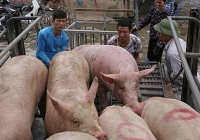 Giá heo hơi miền Bắc lên 57.000 đồng/kg