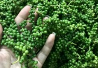 Xuất khẩu hồ tiêu hai tháng đầu năm giảm về lượng nhưng giá trị tăng vọt