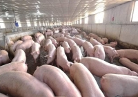 Giá heo hơi  biến động nhẹ tại miền Băc