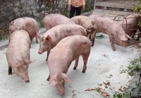 Giá thức ăn chăn nuôi tăng cao do tình hình Ukraina