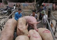 Giá heo hơi trong nước duy trì trong khoảng 50.000 – 54.000 đồng/kg