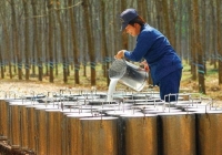 Cổ phiếu khuyến nghị phiên 25/3: PHR, BMP, BAF