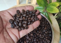 Thị trường nông sản 29/3: Cà phê, cao su tăng giá, hồ tiêu tiếp tục đi ngang