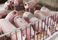 Giá heo hơi tại các tỉnh phía Nam giảm 1.000 đồng/kg