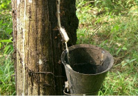 Xuất khẩu cao su phục hồi
