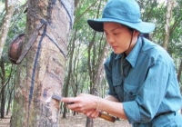 Cổ phiếu khuyến nghị phiên 6/4: DPR, ELC, MSB, VND, IPA